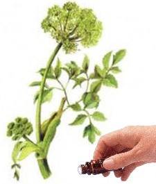 Angelica Seed  (2.5mls)