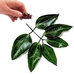 Cinnamon Leaf  (250mls)