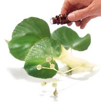 Linden Blossom Absolute   Essential Oil