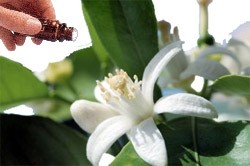 Neroli 5% Diluted (10mls) Essential Oil