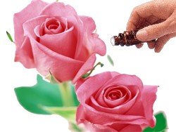 Rose Absolute 5% Diluted (10mls) Essential Oil