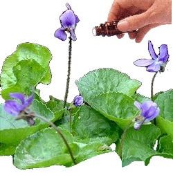 Violet Leaf Absolute 5% Diluted (10mls) Essential Oil
