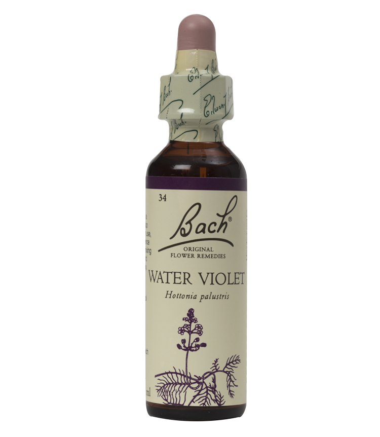 Water Violet