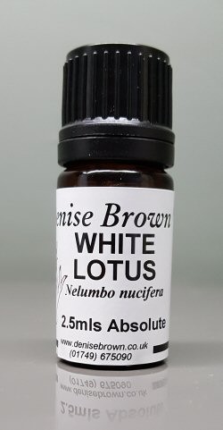 White Lotus Absolute 'TYPE'  (2.5mls) Essential Oil