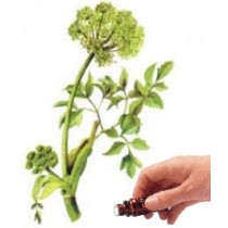 Angelica Seed  (10mls)