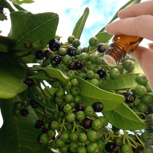 Allspice / Pimento Berry (5mls) Essential Oil