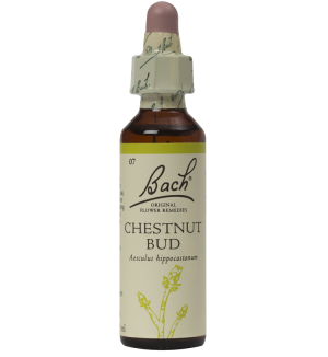 Chestnut Bud 20ml Original Bach Flower Remedy