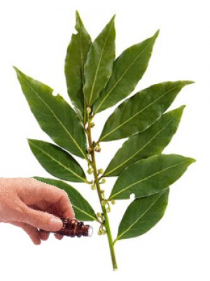 Cinnamon Leaf  Essential Oil